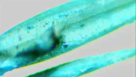 Microscope 40x - 1024x | Examines Hay