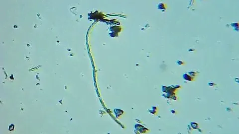 Kropla wody pod mikroskopem Bresser Biolux NV (160x)