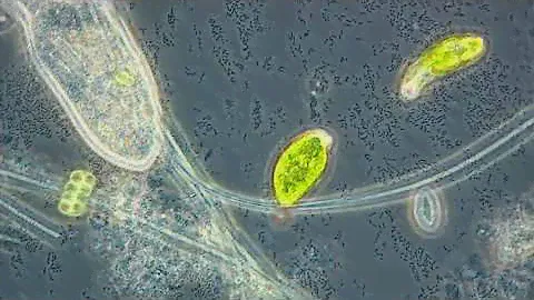 Euglena and Paramecium